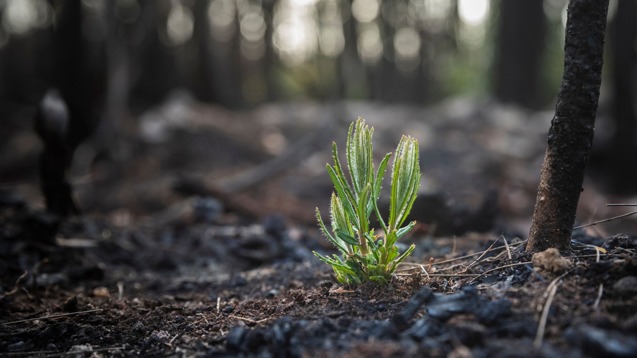 small green plant